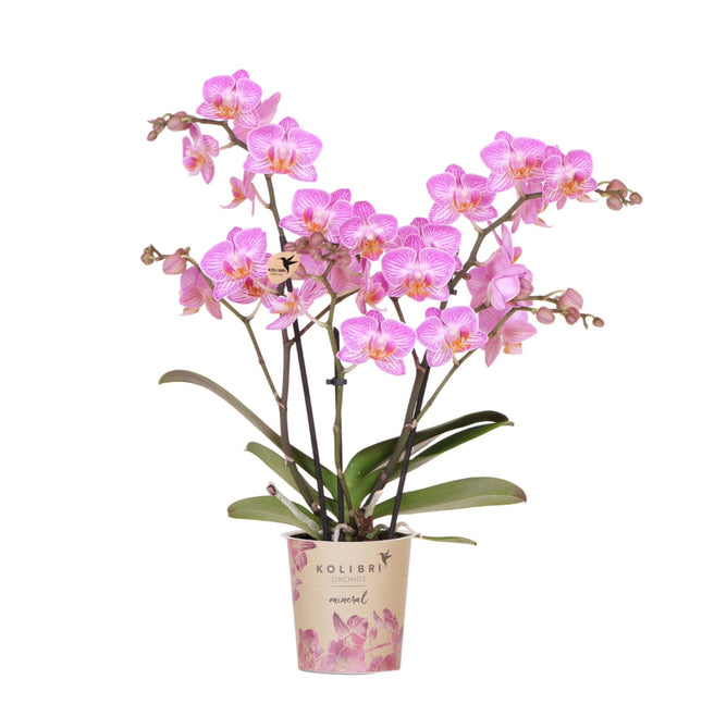 Rosa Phalaenopsis Orchidee – Switzerland – Ø9cm – Elegante Orchidee mit weißen Adern – Blühende Zimmerpflanze mit 2–3 Trieben – Kompakt & dekorativ – Frisch vom Züchter