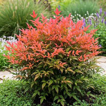 Nandina Obsessed – 2 Pflanzen 17cm Höhe ca.45cm – Immergrün & farbintensiv – Rotes Laub für Beet Balkon Terrasse