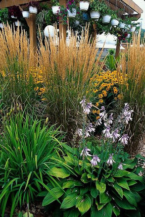 Sandrohr – Calamagrostis acutiflora 'Karl Foerster' – ↕10-25cm – Ø9cm – 6 Pflanzen – winterhartes Ziergras, aufrecht wachsend