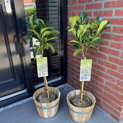 Kirschlorbeer - Prunus laurocerasus Etna – Stamm-Pflanze – Immergrün – Höhe ca. 90 cm – Topf Ø19 cm – Pflegeleicht – Für Terrasse, Balkon & Garten – Dekorativ & robust