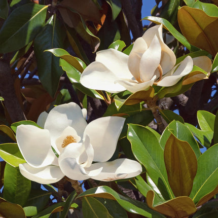 Magnolia grandiflora – 3 Pflanzen – 12cm – Höhe ca. 30cm – Immergrüne Magnolie mit großen cremeweißen Sommerblüten für Beet, Balkon & Terrasse