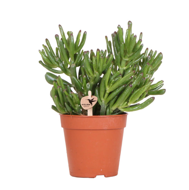 Crassula Hobbit – Sukkulente Ø12cm – Pflegeleichte Zimmerpflanze frisch aus der Gärtnerei – Robuste grüne Pflanze für Wohnzimmer & Büro