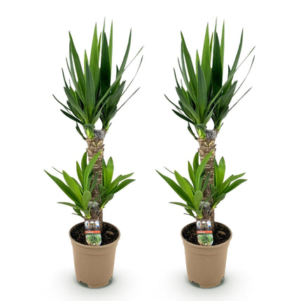 Yucca Elephantipes – 2 Pflanzen – 75cm – 17cm – Pflegeleichte Palmlilie mit schmalen Blättern – Luftreinigend