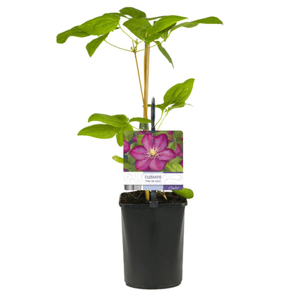 Kletterpflanze Clematis Ville de Lyon – Rosa Blüten – 2 Pflanzen – 11 cm x H40 cm – Winterhart & Pflegeleicht – Ideal für Garten, Balkon & Pergolen