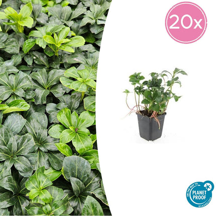 Schattengrün Pachysandra terminalis 'Green Sheen' – ↕10-25cm – Ø9cm – 20 Pflanzen – Winterhart & Immergrün – Bodendecker für Schatten & Garten