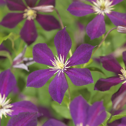 Kletterpflanze Clematis Mikelite – Lila-weiße Blüten – Wenig Pflege – 2 Pflanzen – 11 cm Höhe 40 cm – Für Garten, Terrasse & Pergolen