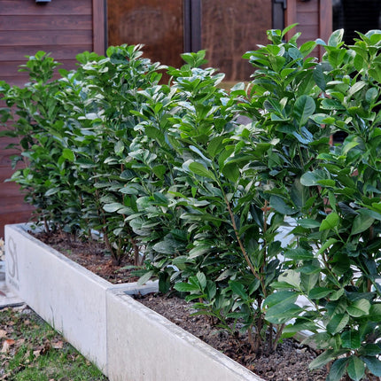 Kirschlorbeer Prunus laurocerasus Etna – Hecke – Blatt grün – 6 Pflanzen – 1 laufender Meter – Immergrün –  17cm x H50cm – Schnell wachsend & pflegeleicht