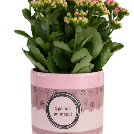Kalanchoe Pink in SPECIAL POUR TOI Topf – Ø12cm ↕27cm – Rosa blühende Sukkulente – Pflegeleichte Zimmerpflanze