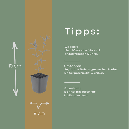 Kalimeris incisa Blue Star – 6 Pflanzen – Ø9cm – Höhe 10-25cm – Winterharte Staude – Hellblaue Blüten – Pflegeleicht für Beet, Steingarten & Naturgarten