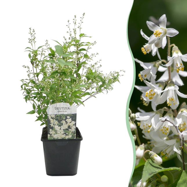 Deutzia Gracilis – Zierlicher Strauch – Blüte Weiß – Bienen- & Schmetterlingsfreundlich – 17 cm x H45 cm – pflegeleicht