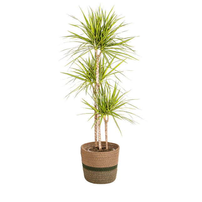Dracaena Marginata Sunray inkl. Naturkorb – Höhe 130-150cm – Ø24cm – Tropische Zimmerpflanze mit zweifarbigem Blattwerk