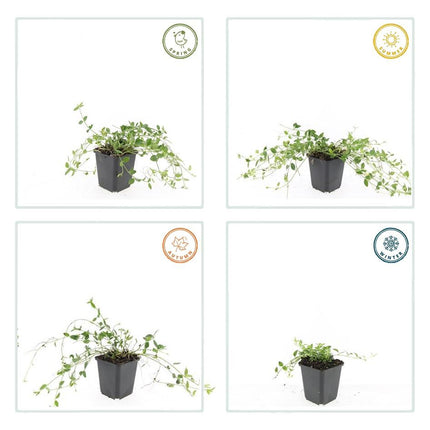 Vinca minor 'Gertrude Jekyll' – 24 Pflanzen – Immergrüner Bodendecker – Weiß blühend – Tiefgrüne Blätter – 10–25 cm – Ø9 cm – Schattentolerant & pflegeleicht