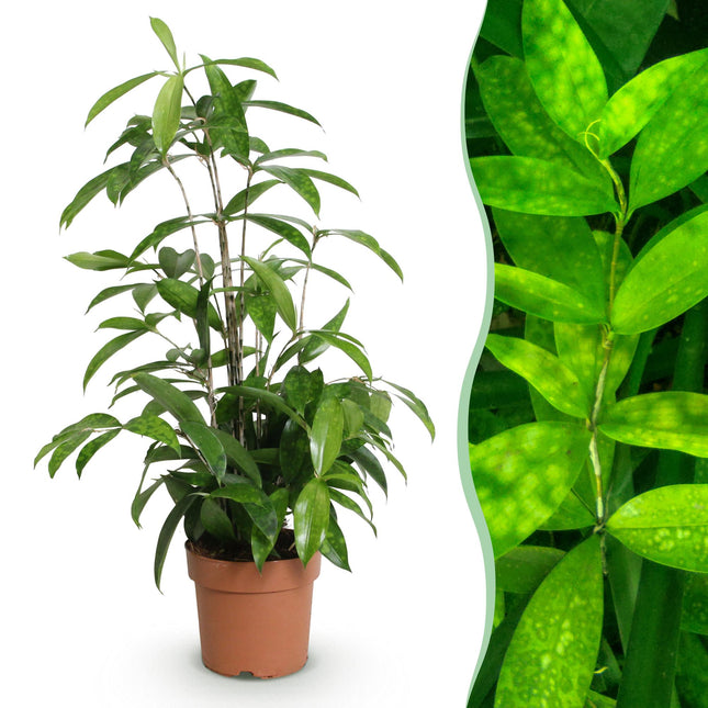 Dracaena surculosa – Drachenblutbaum – 17cm – Höhe 60-70cm – Pflegeleichte grüne Zimmerpflanze mit eleganten Blättern für Wohn – und Arbeitsräume