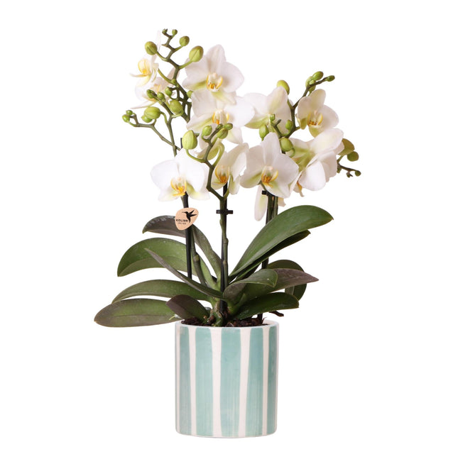 Weiße Phalaenopsis Orchidee Lausanne im Painted Stripe Ziertopf Türkis – Ø9cm – Multiflora Zimmerpflanze mit 2-3 Blütentrieben – Stilvoller Orchideentopf für Zuhause & Büro