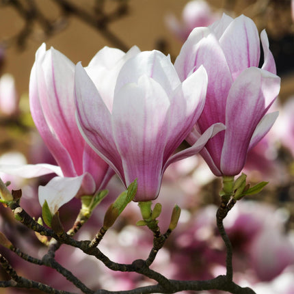 Magnolia soulangeana – 12cm – Höhe ca. 30cm – Laubabwerfende Tulpen – Magnolie mit großen rosa Frühjahrsblüten