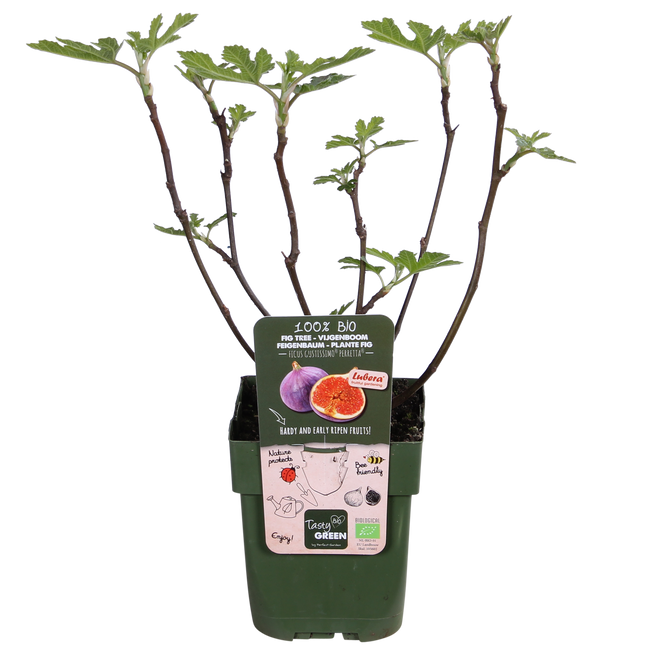 Echte Feige - Ficus Gustissimo Perretta – Ø13cm – ↨45cm – Elegante Pflanze mit dunkelgrünem Laub