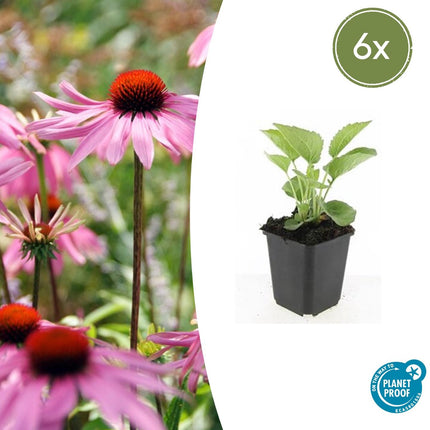 Rotblühender Scheinsonnenhut Echinacea purpurea 'Magnus' – ↕10-25cm – Ø9cm – 6 Pflanzen – Purpur – Sonnenhut – Bienenfreundlich – Für Sonne & Beete