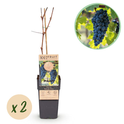 Weinrebe Vitis vinifera Boskoop Glory – Blaue Traube – 2 Pflanzen – Obstpflanze – 15cm – Höhe 50cm