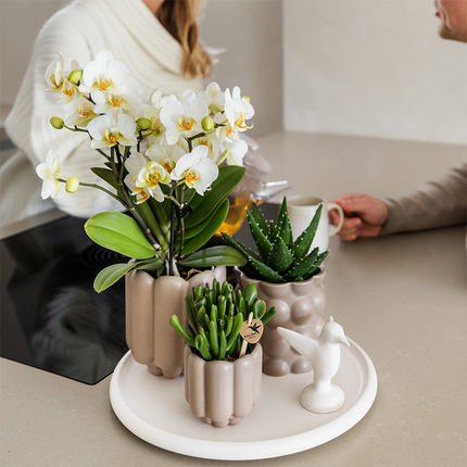 Geschenkset „Slow Living“ – Weiße Phalaenopsis Orchidee mit 2–3 Trieben & 2 Grünpflanzen – Beige Keramiktöpfe auf weißem Tablett – Dekoratives Pflanzenset für Ruhe & Entspannung