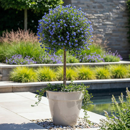 Säckelblume Ceanothus impressus Victoria Ø19cm Höhe90cm – Immergrüne Terrassenpflanze mit lila Blüten – Winterharter Zierstrauch für Balkon & Garten