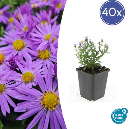 Kissen-Aster – Aster D 'Prof. Anton Kippenberg' – ↑10-25cm – Ø9cm – 40 Pflanzen – Herbstblühende, pflegeleichte Staude für Beete, Töpfe & Schnittblumen – Schmetterlingsfreundlich