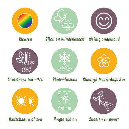 Staudenset – 8 bienen- & schmetterlingsfreundliche Pflanzen – für 1 m² – Verschiedene Blütenfarben – Wenig Pflege – Ø11cm – Mehrjährige Gartenstauden