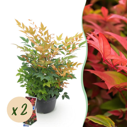 Nandina Gulfstream – 2 Pflanzen 17cm Höhe ca.45cm – Immergrün & farbwechselnd – Orange – Rot – Laub für Beet Balkon Terrasse