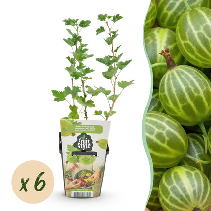 Stachelbeerpflanzen Ribes uva – crispa Hinnonmäki Grün winterhart 6 Pflanzen Höhe 30cm Ø9cm – Grüne Stachelbeere für Garten Beet Balkon & Terrasse