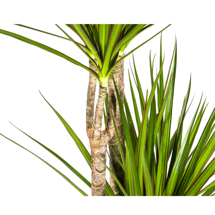 Drachenbaum Dracaena Marginata Green – Große Zimmerpflanze – Ø27 cm – 170-190 cm hoch – Schlanke dunkelgrüne Blätter – Moderner Urban Jungle Klassiker