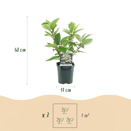Rispenhortensie – Hydrangea panniculata Wims Red – Blüte Weiß-Rot – 3 Pflanzen für 1m² – Laubabwerfend – Große Blüten – 17cm – Höhe ca. 50cm