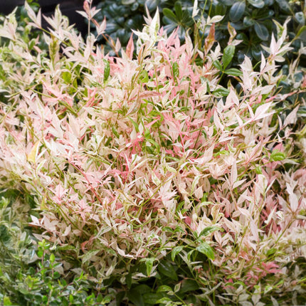 Heiliger Bambus Nandina Twilight – 17cm Höhe ca.45cm – Immergrün & farbwechselnd – Bunt rosa Laub – Pflegeleichter dekorativer Zierstrauch