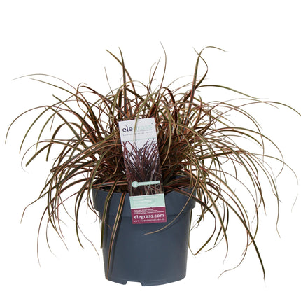 Mahagonigras – Uncinia rubra ‘Everflame’ – Ø14cm x ↕30cm – Ziergras mit rotbraunen Blättern – Immergrüne Red Zegge für Garten, Balkon & Terrasse – Pflegeleicht & winterhart