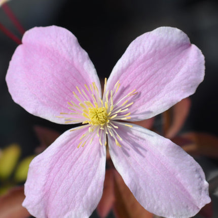 Waldrebe – Clematis Montana 'Fragrant Spring' – Ø15cm – ↨65cm – Kletterpflanze mit rosa Blüten – Schnellwüchsig & duftend
