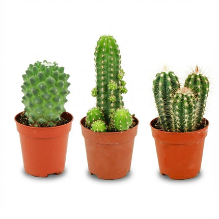Mini Kakteen Set 3 Pflanzen Ø5,5cm Höhe5-10cm – Pflegeleichte Mini – Kakteen für sonnige Fensterbank – Ideal für kleine Räume & Deko