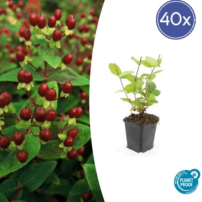Johanniskraut Hypericum inodorum 'Beauty' – ↕10-25cm – Ø9cm – 40 Pflanzen – Blühender, kompakter Strauch für Beet, Bodendecker & Topf – Winterhart & bienenfreundlich