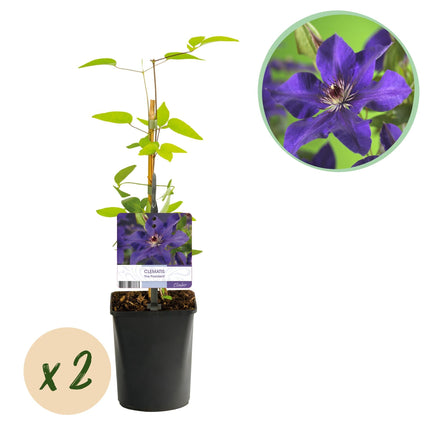 Kletterpflanze Clematis The President – Rosa Blüten – 2 Pflanzen – 11 cm x H40 cm – Bis 3 m – Pflegeleicht – Ideal für Garten, Balkon & Pergola
