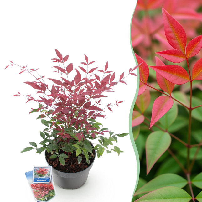 Heiliger Bambus Nandina Obsessed – 17cm Höhe ca.45cm – Immergrün & farbintensiv – Rotes Laub für Beet Balkon Terrasse – Pflegeleichter Zierstrauch
