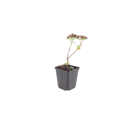 Sedum Matrona – 12 Pflanzen – Ø9cm – Höhe 10-25cm – Winterharte Fetthenne – Dunkelrosa Blüten
