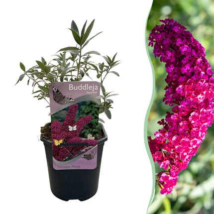 Schmetterlingsstrauch Buddleja davidii Royal Red – Rote Blüten – Laubabwerfend – Schmetterlingsfreundlich – 17 cm Höhe 25 cm