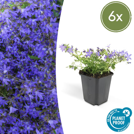 Campanula poscharskyana 'Stella' – Hängepolster-Glockenblume – Blaue Blüten – ↕10-25 cm – Ø9 cm – 6 Pflanzen – Überhängend & pflegeleicht – Für Beete, Mauern & Balkon