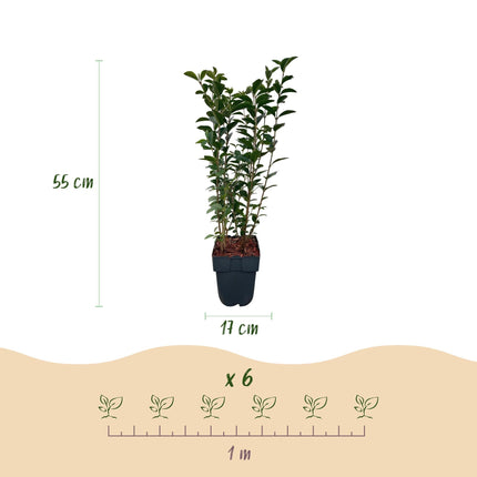 Ovalblättriger Liguster Ligustrum ovalifolium – Immergrün – Heckenpflanze – Blatt Grün – 6 Pflanzen – 1 m laufend – Pflegeleicht – 17cm Höhe 55cm