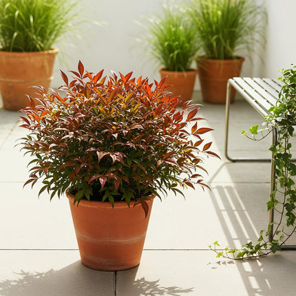 Heiliger Bambus Nandina Gulfstream – 17cm Höhe ca.45cm – Immergrün & farbwechselnd – Orangefarbenes Laub – Pflegeleichter dekorativer Zierstrauch