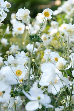 Anemone hyb. 'Honorine Jobert' – 48 Pflanzen – ↕10-25cm – Ø9cm – Herbstanemone Staude – Weiße Blüten Spätsommer/Herbst – Sonnig & Halbschatten