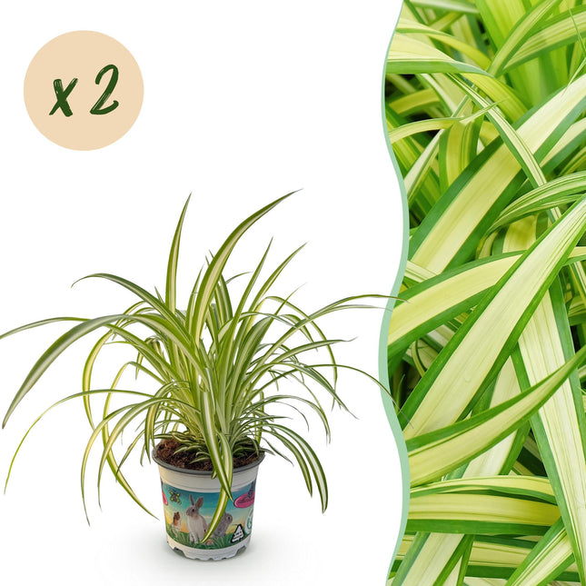 Chlorophytum comosum Variegatum – 2 Pflanzen – Ø12cm Höhe 25-30cm – Grünlilie mit cremefarbenen Blatträndern – Haustierfreundliche Zimmerpflanze