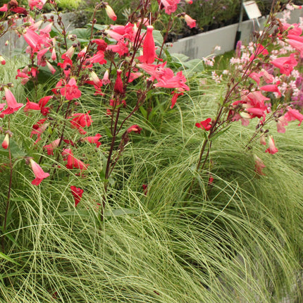 Neuseeland Segge Carex comans Frosted Curls – 2 Pflanzen Ø17cm – Immergrün – Pflegeleicht – Elegantes Ziergras mit silbernem Glanz – Höhe ca. 50cm