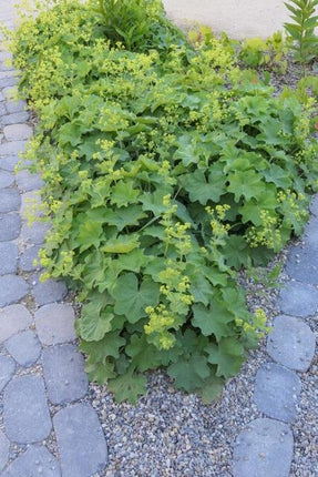 Alchemilla mollis – Frauenmantel – Bodendecker-Staude mit gelbgrünen Blüten – 48 Pflanzen – 10-25cm – Ø9cm – winterhart & pflegeleicht
