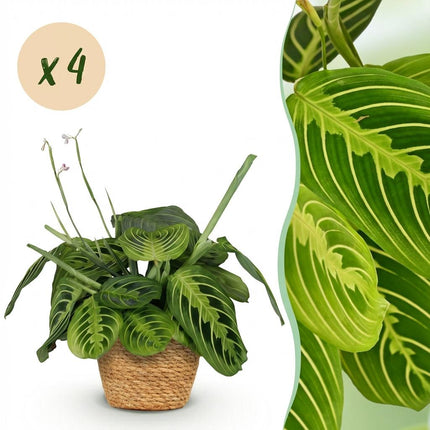Maranta Fascinator Lemon Lime 4er Set Zimmerpflanzen inkl. Naturkorb
