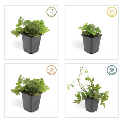 Waldsteinia ternata – Bodendecker Ø9cm – Höhe 10-25cm – Gelbe Blüten im Frühling – Pflegeleichte Gartenpflanze für Sonne & Schatten – 48 Pflanzen