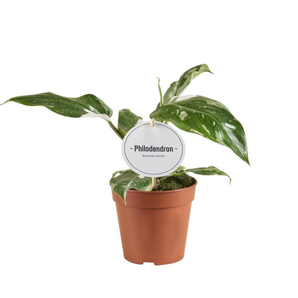 Philodendron White Princess – Ø12cm 30cm hoch – Exklusive Zimmerpflanze mit weiß – grüner Panaschierung – Rarität für Pflanzenliebhaber & Urban Jungle