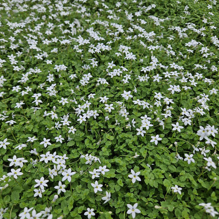 Weisser Bubikopf Isotoma fluviatilis 'Alba' – ↕10-25cm – Ø9cm – 60 Pflanzen – Bodendecker mit weißen Blüten, Halbschatten, Winterhart, Pflegeleicht